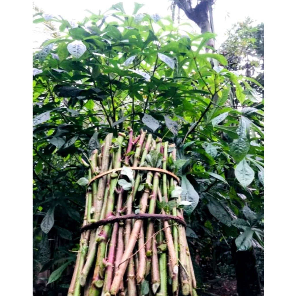 Bibit singkong papua 1kg