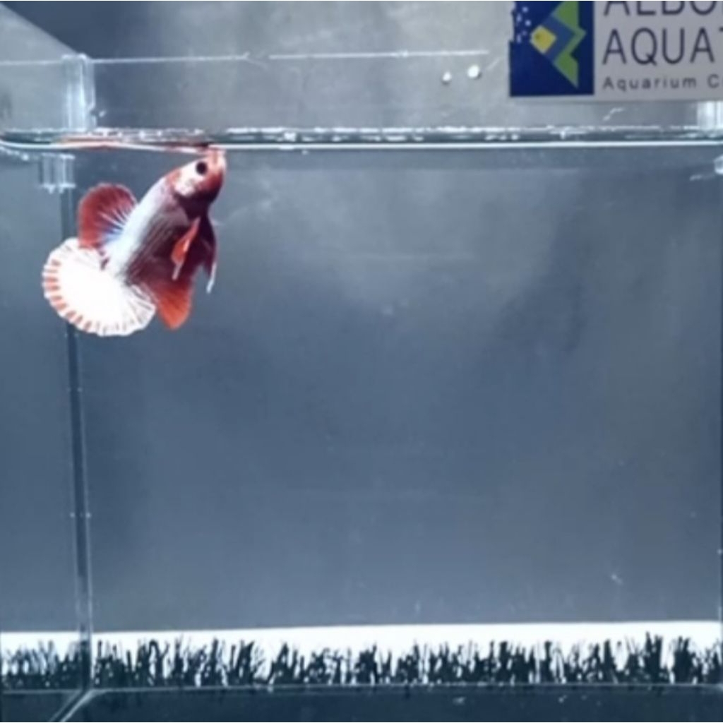 HMPK FCCP [TOP GRADE]