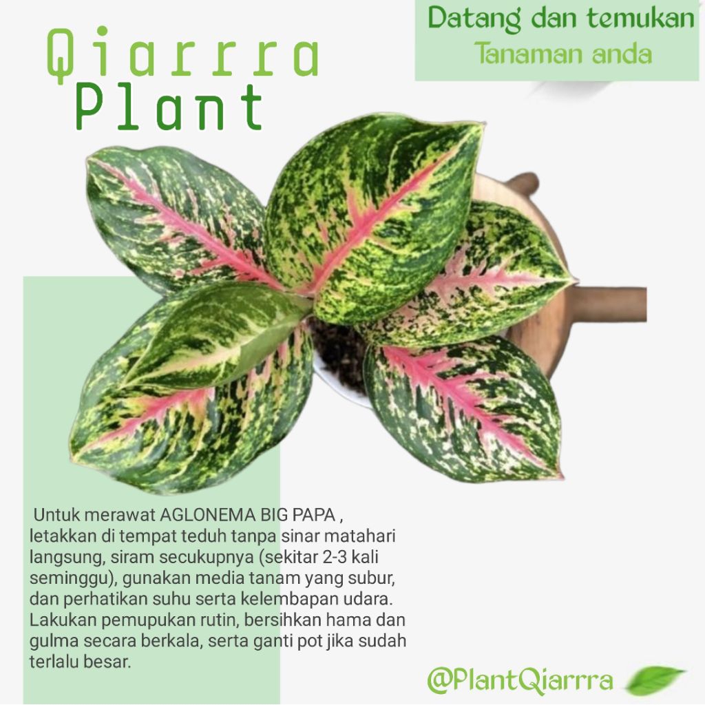 Tanaman Hias Aglonema Big Papa Dewasa, Big Papa Rimbun