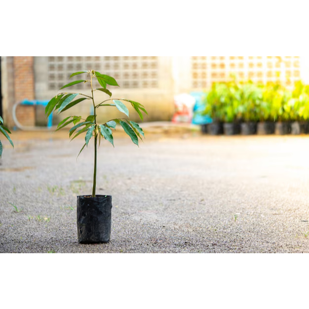 TANAMAN DURIAN SEEDLING / BIBIT DURIAN DARI BIJI