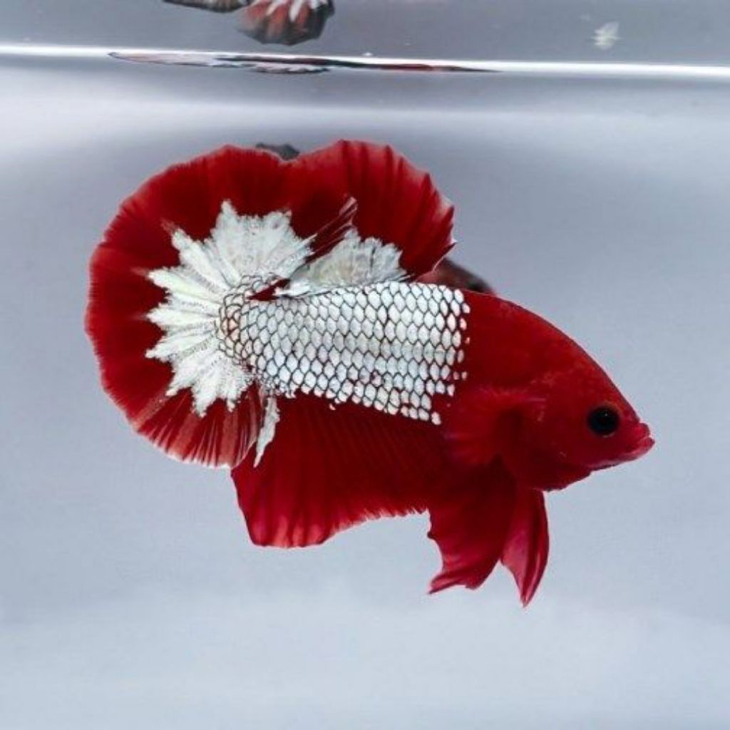 (PROMO) Plakat Male Fancy Cooper FCCP Red Head StarTail