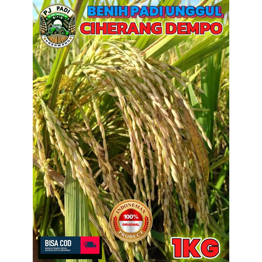 BENIH PADI UNGGUL BERKUALITAS CIHERANG DEMPO KEMASAN 1KG