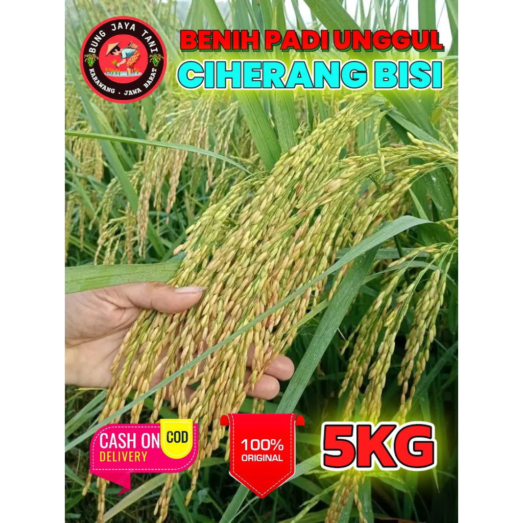 BENIH PADI UNGGUL BERKUALITAS CIHERANG BISI KEMASAN 5KG