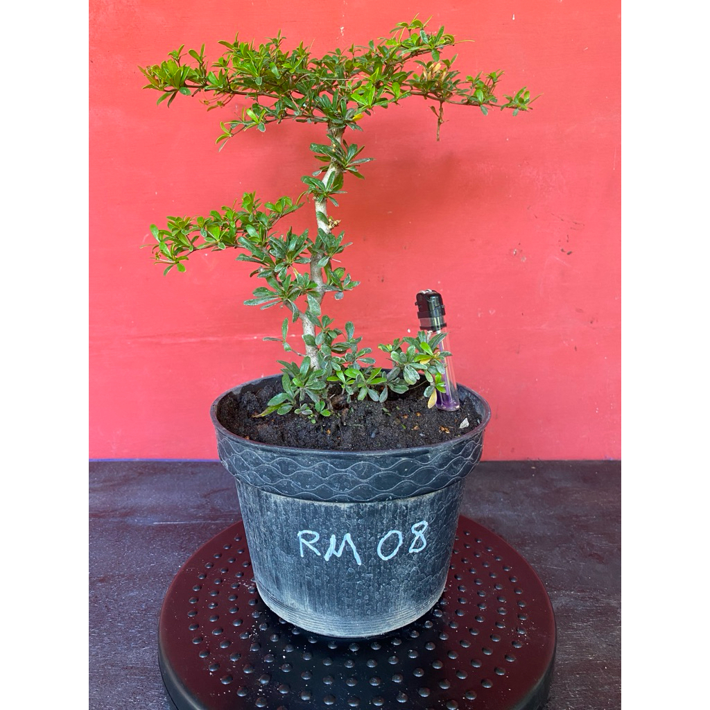 Bahan Bonsai Black Olive