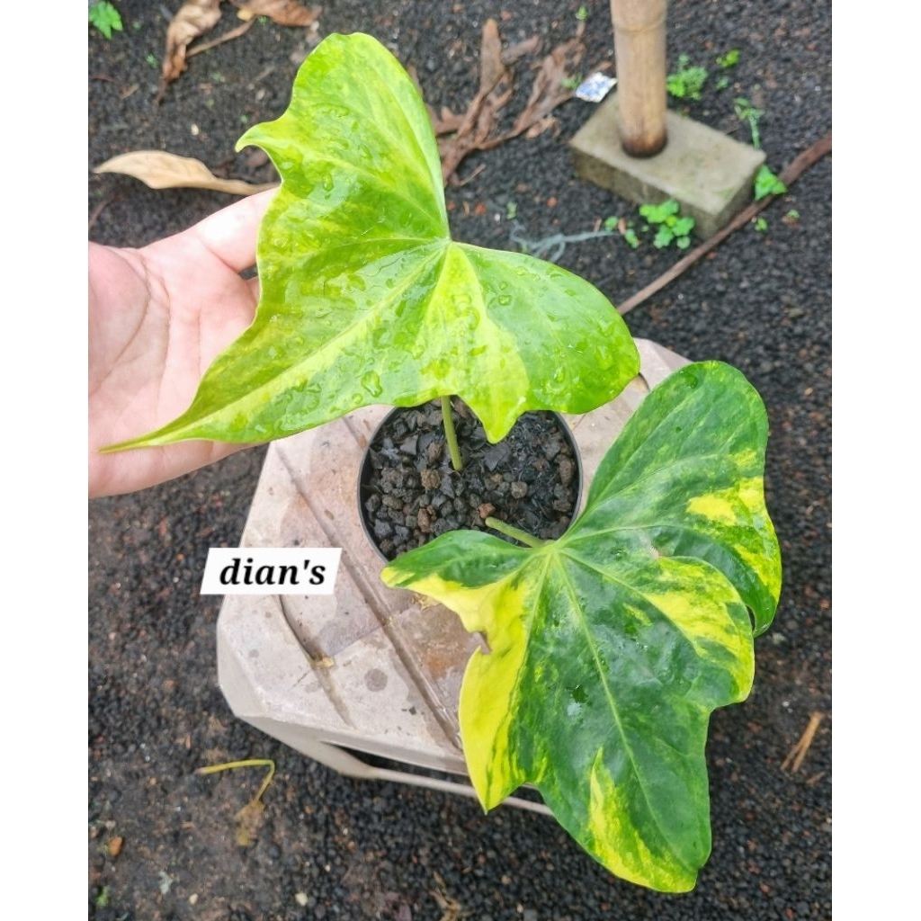 tanaman hias anthurium pterodactyl variegata 2daun besar