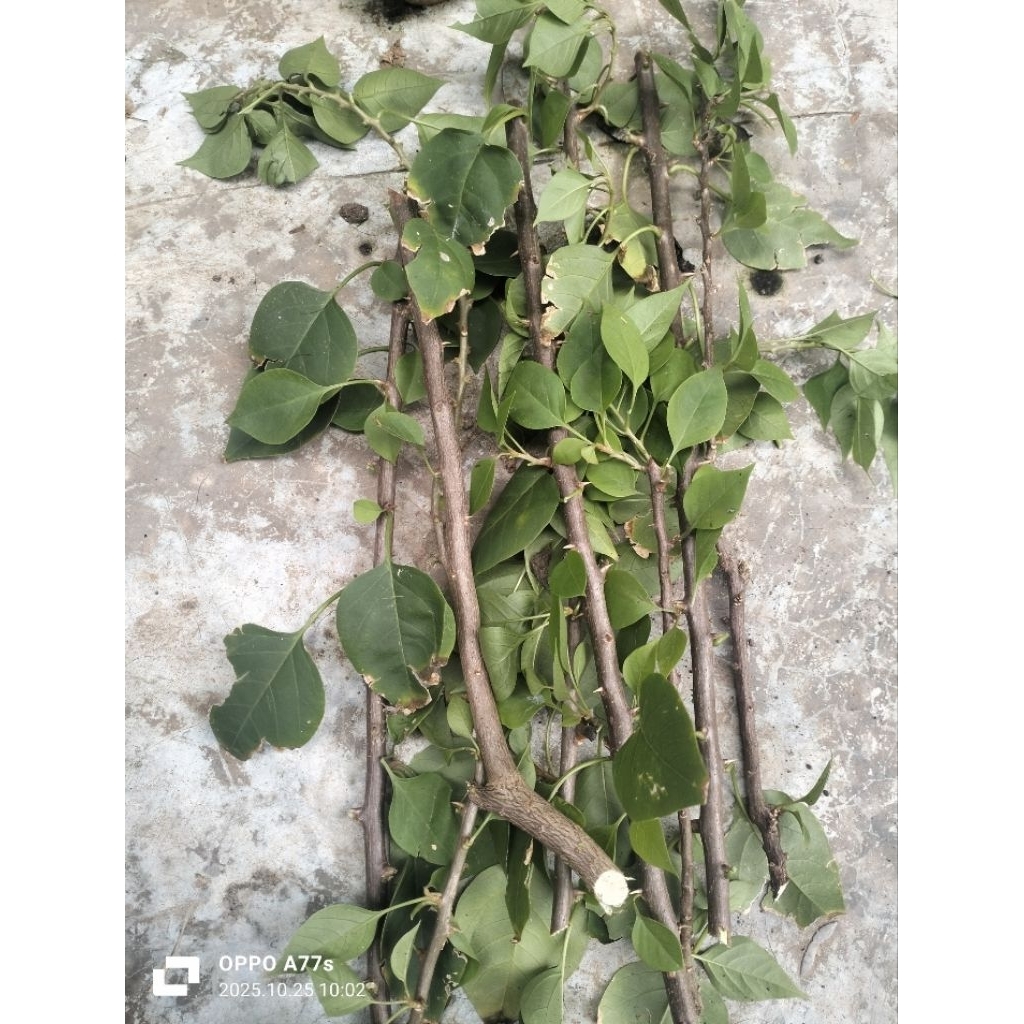 stek Bougenville murahan