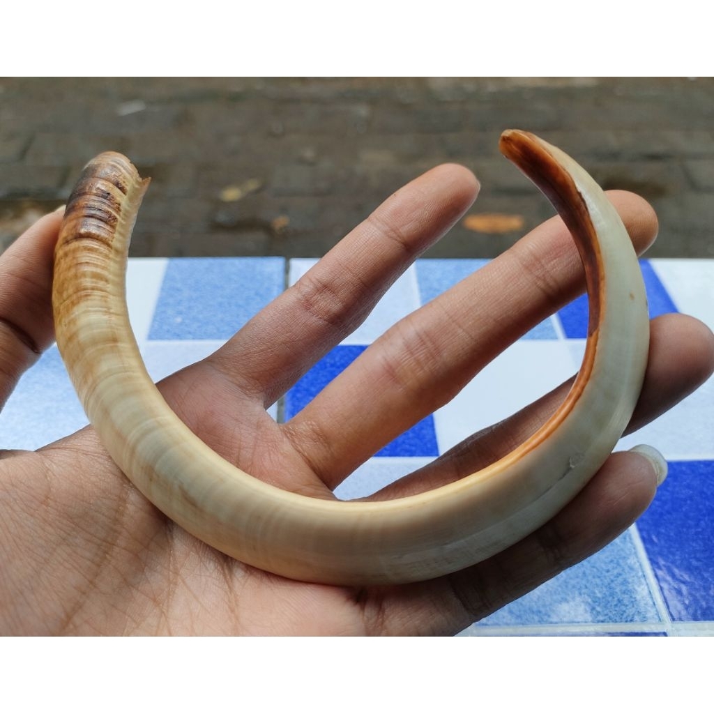 Kalung taring babi asli setengah melingkar