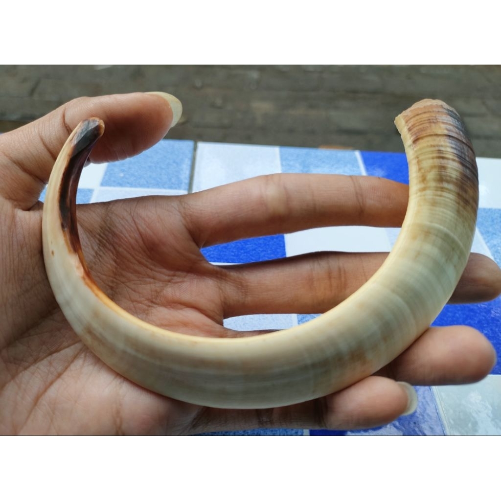 liontin taring babi asli setengah lingkar