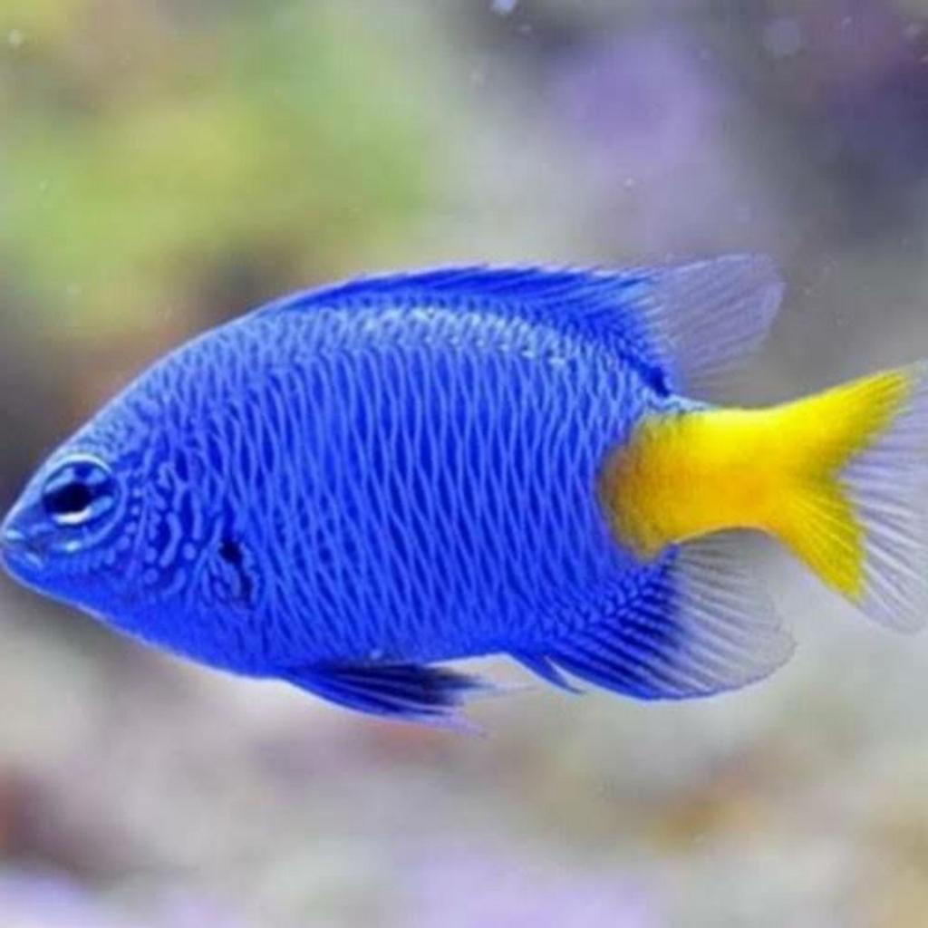 Ikan Hias Air Laut Blue Star