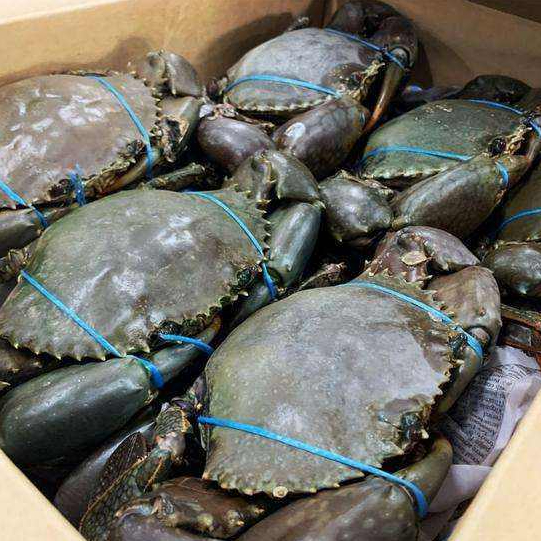 Kepiting 1Kg Kepiting Hidup Kepiting Segar Kepiting Bakau Kepiting Telur Kepiting Telor