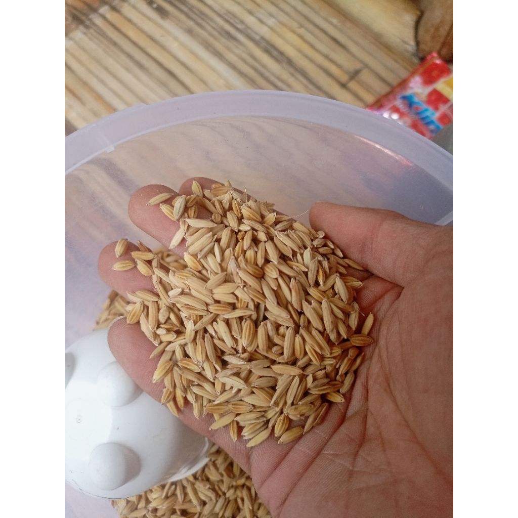 Gabah padi / gabah beras putih premium siap pakai pakan siapan ayam bangkok / hewan ternak