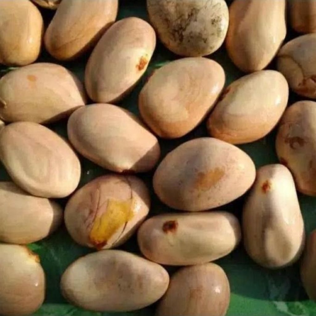 biji Nangka segar biji nangka cemilan super enak per 500 gram siap meluncur