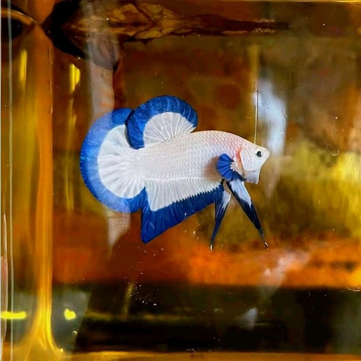 (PROMO) Plakat Tail Male Blue Rim Butterfly / PK BlueRim