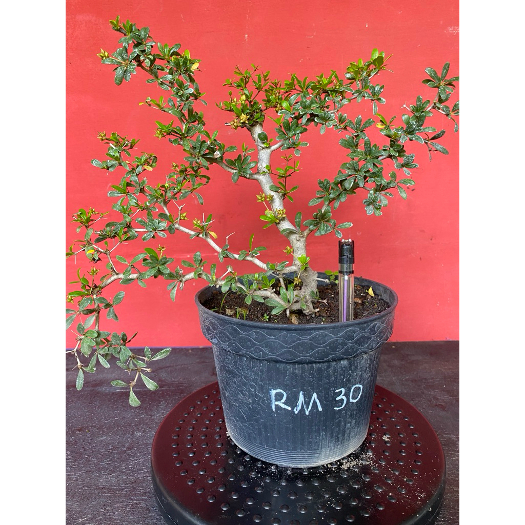 Bahan Bonsai Black Olive RM30