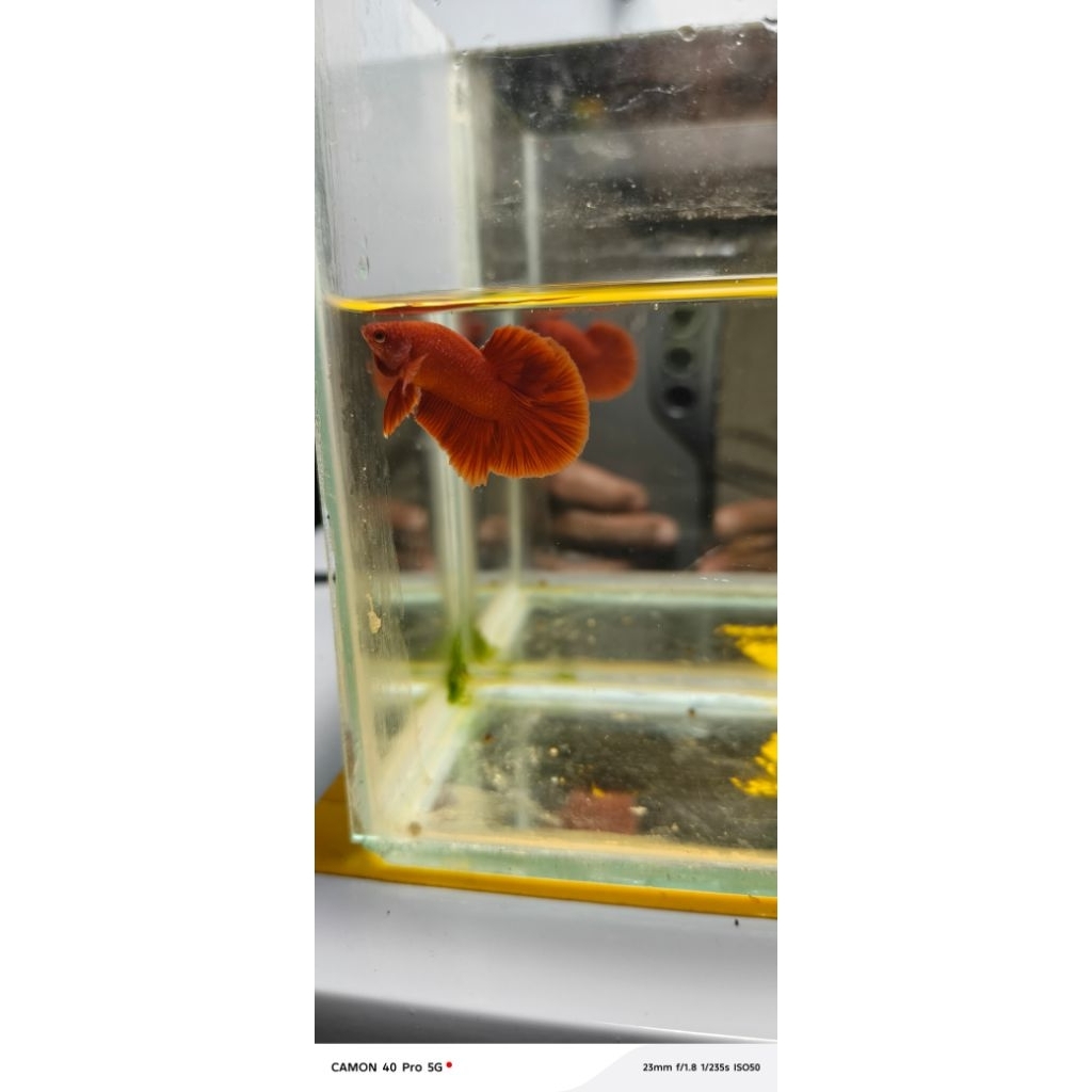 hmpk-super.red/satu.pasang