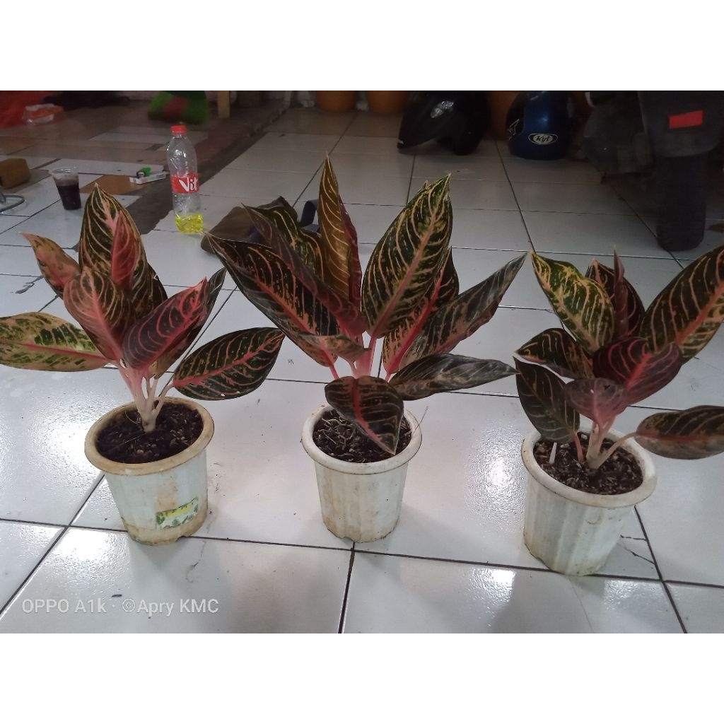 TANEMAN AGLONEMA RED SUMATRA, TANEMAN HIAS ASLI UNTUK INDDOR DAN OUTDOOR