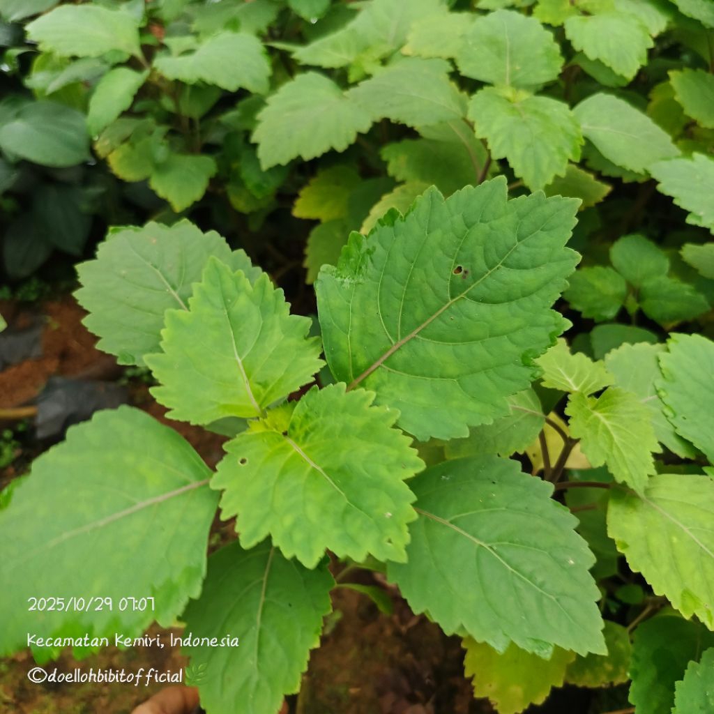 Bibit Nilam (Pogostemon cablin) Sumber Minyak Atsiri