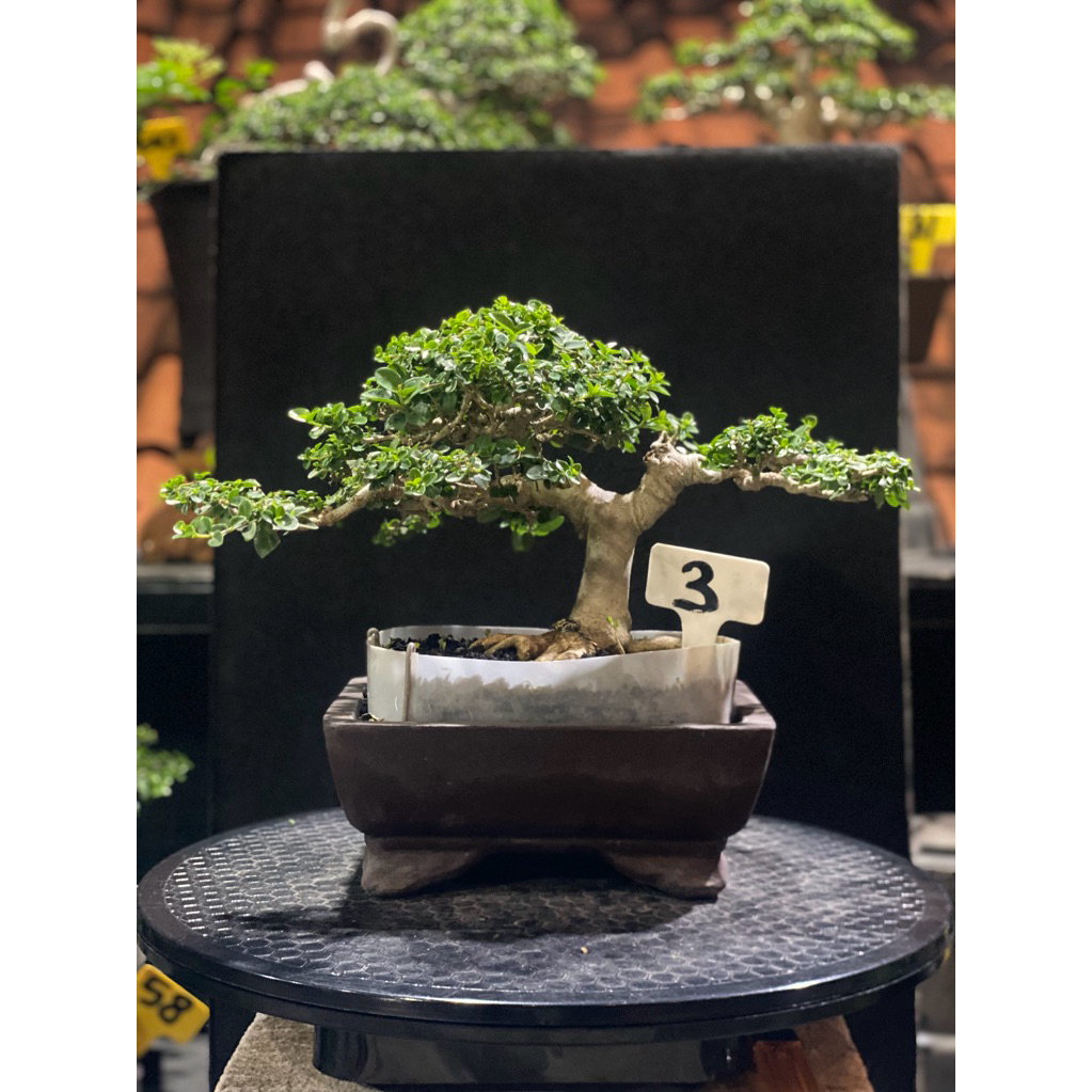 Bonsai Sancang Formal rimbun ukuran Small
