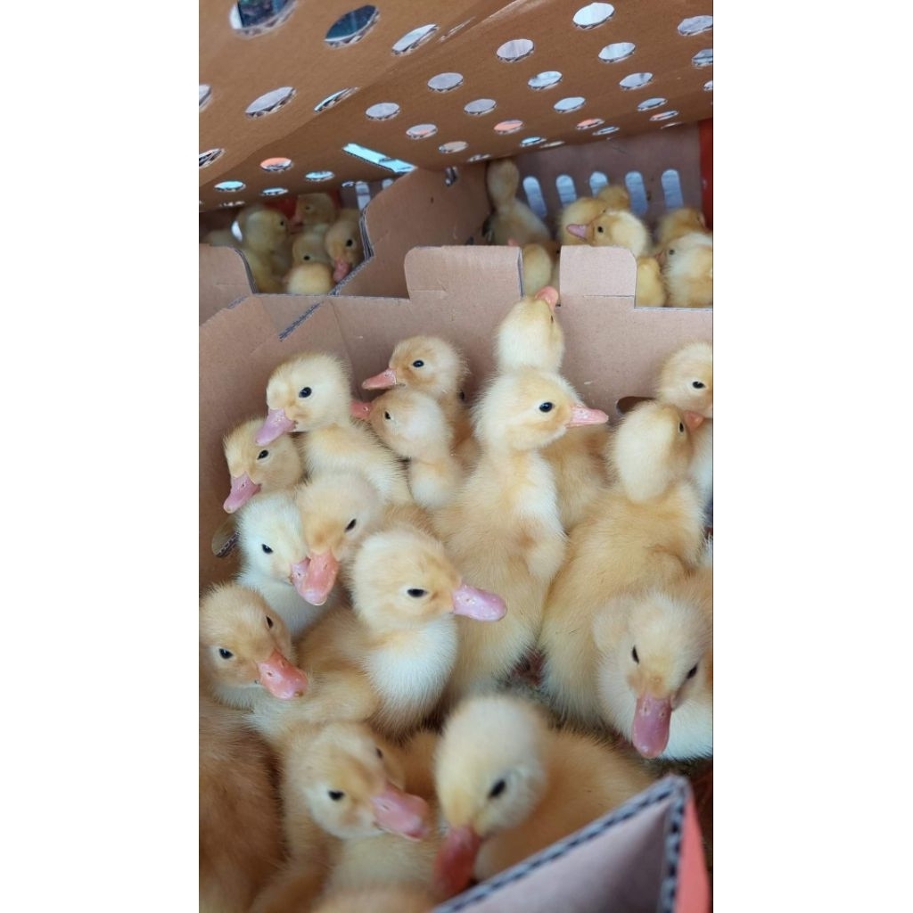 DOD Bebek Hibrida Super Eceran