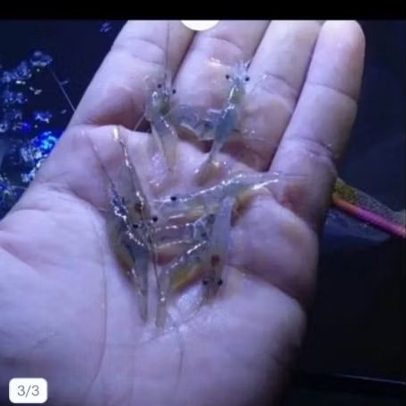 udang hidup pakan predator 100 ekor