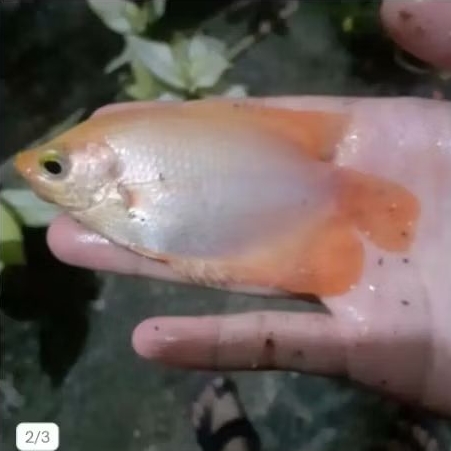 bibit gurame padang size 3 jarian