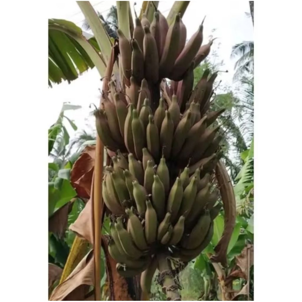 PROMO 12.12 Bibit pisang raja nangka merah(beli 2 gratis 1)