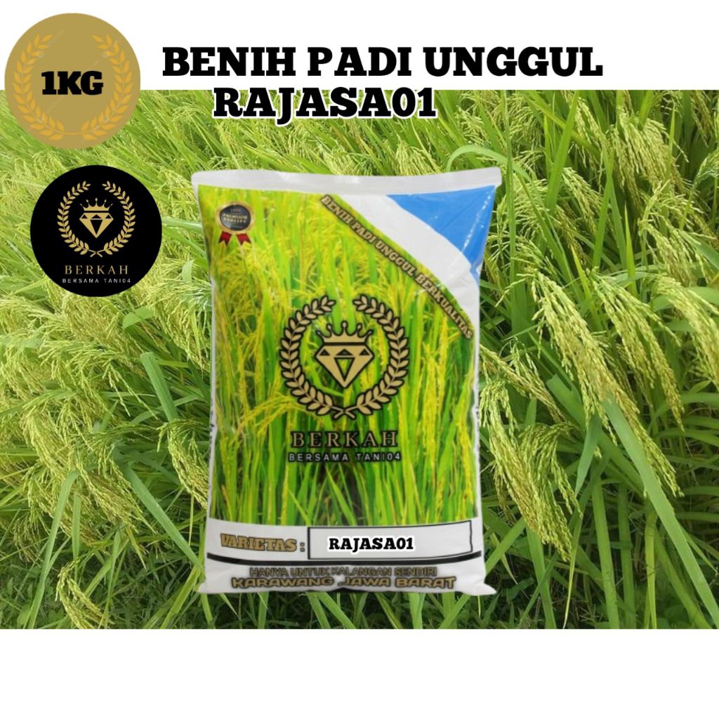 (1KG) Benih Padi Unggul RAJASA 01 ORIGINAL