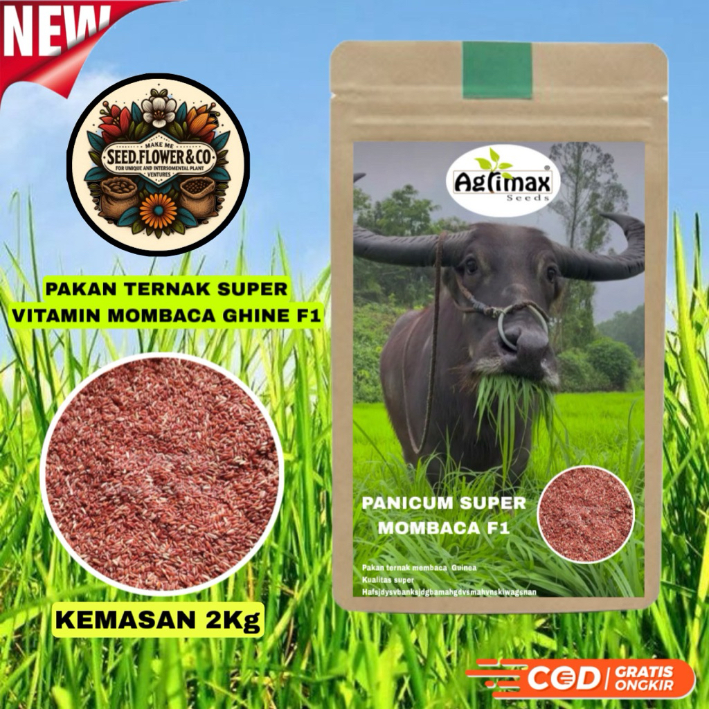 Benih pakan ternak Mombaca ghine F1 kemasan 2Kg kualitas super pakan kambing sapi dan kerbau