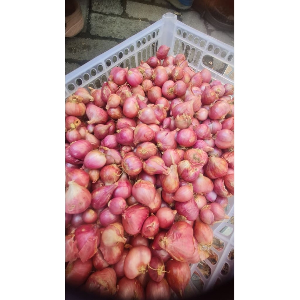 bawang merah bima/enrekang 1kg