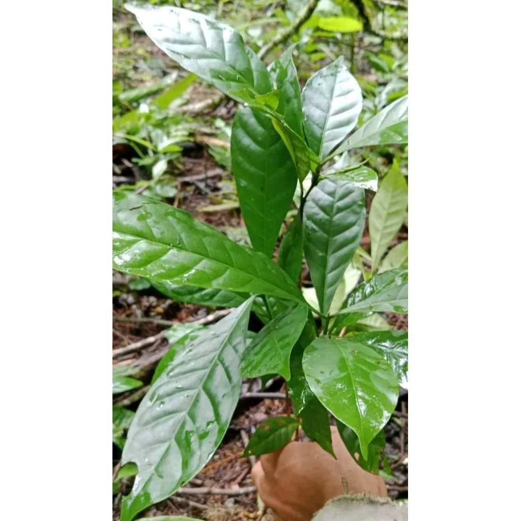 100 bibit kopi arabika ateng super unggulan dapat bonus 5 bibit kopi