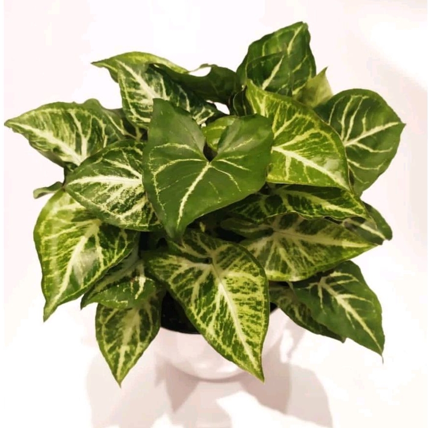 Tanaman hias hidup syngonium marrow - pohon syngonium marrow