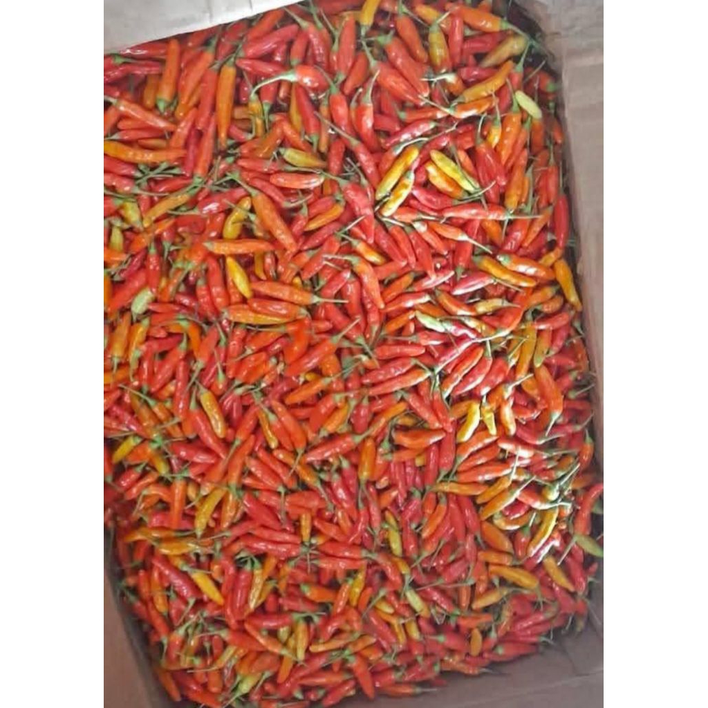 Cabai Rawit merah / cabai setan 1kg