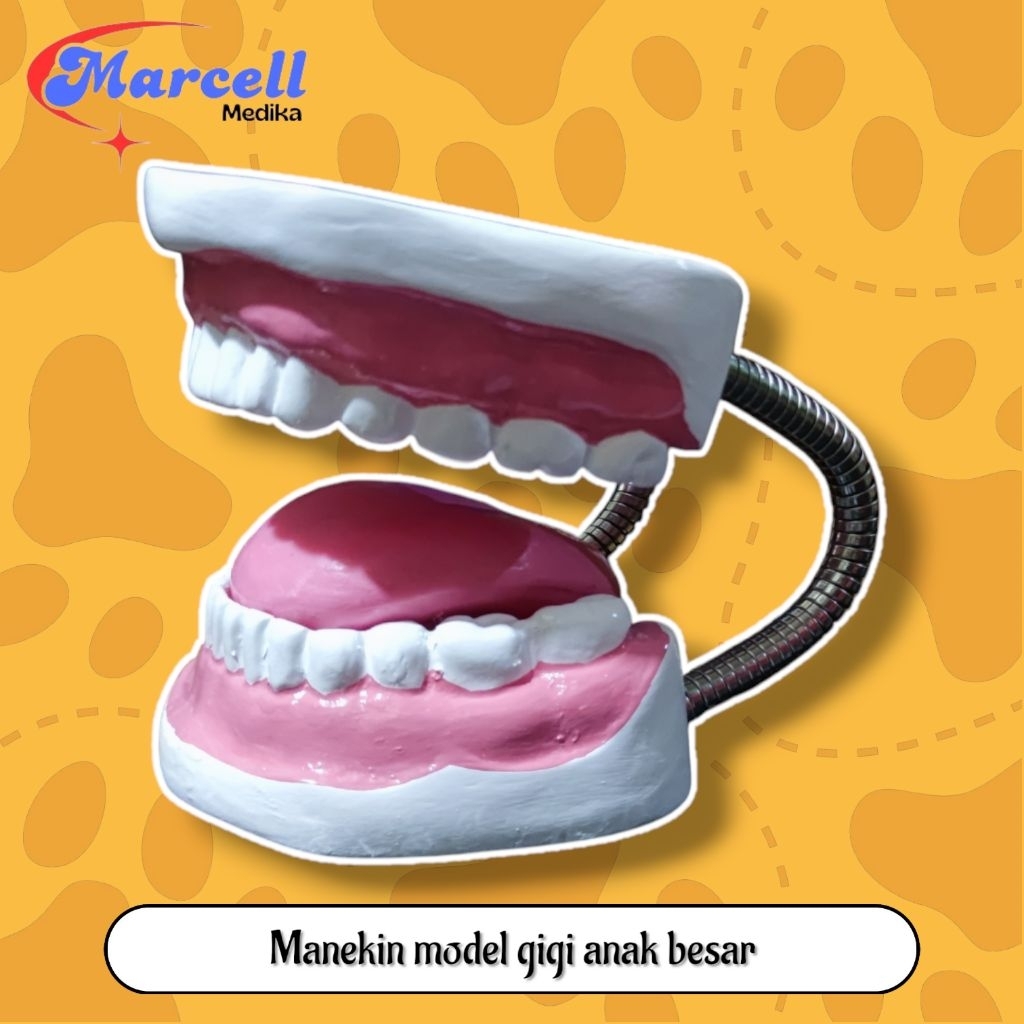 PHANTOM MANEKIN MODEL GIGI ANAK / MANIKIN PERAGA GIGI ANAK BESAR