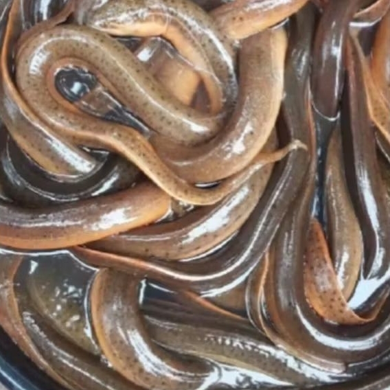 [REDY STOK]Belut sawah hidup jual satuan ukuran campur buat umpan pancing josgandos