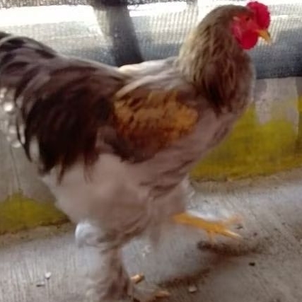 Ayam Hias Brahma Ayam Jago Indukan