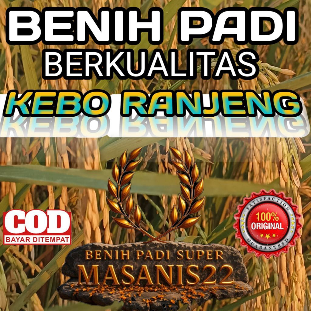 BENIH PADI KEBORANJENG (BOJENG) BERKUALITAS ORIGINAL KEMASAN 1KG