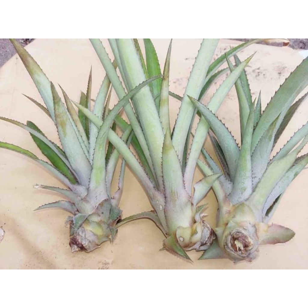 Bibit Nanas Madu Jumbo Tanpa Duri