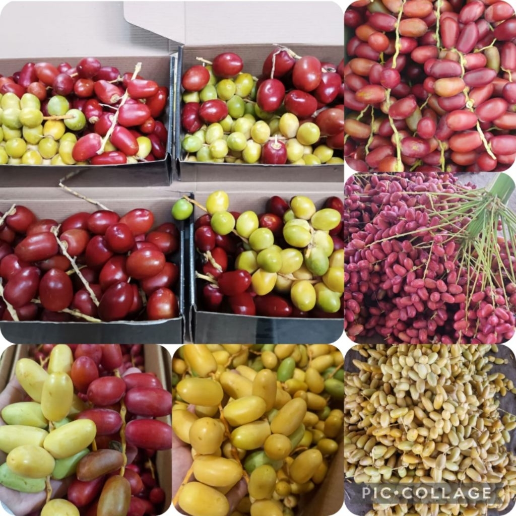 Kurma Muda - Kurma Ruthoeb Promil  - Kurma Muda Arab