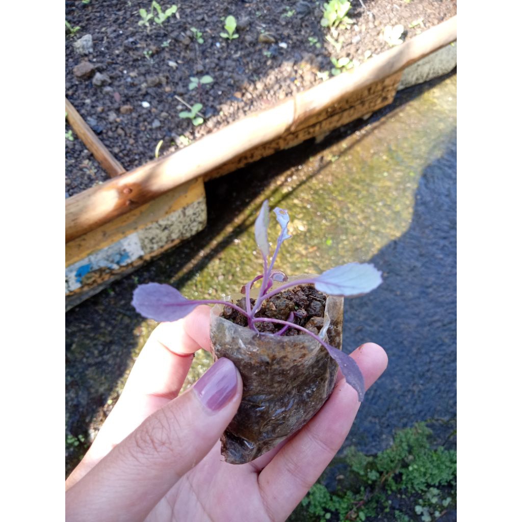 Ronanaplant bibit kubis ungu siap tanam