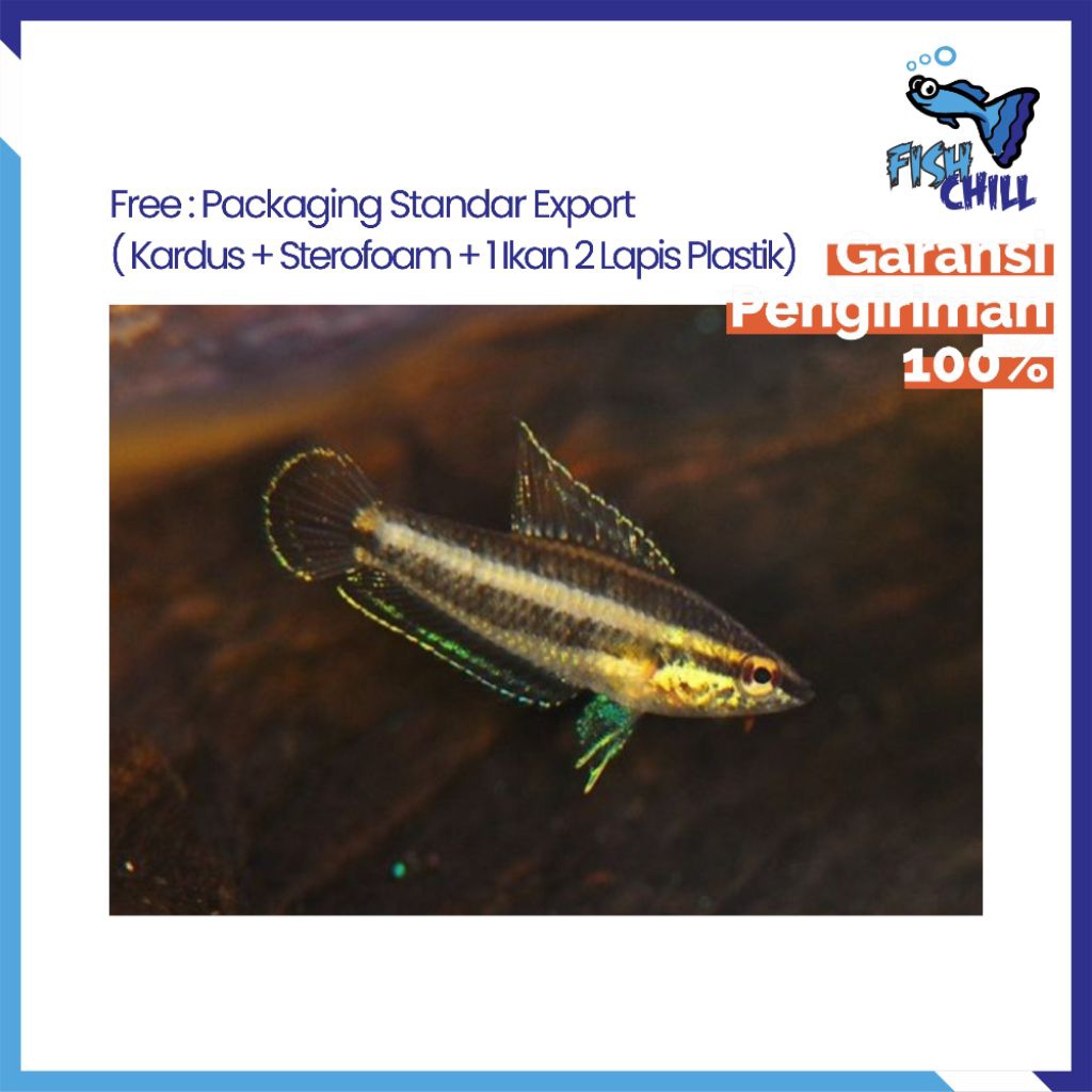 Hiasan Aquarium • PHAROSPROMENUS ENDEMIK ALAM JAMBI • Tangkapan Alam Ikan Gurame Coklat Choco Gouram