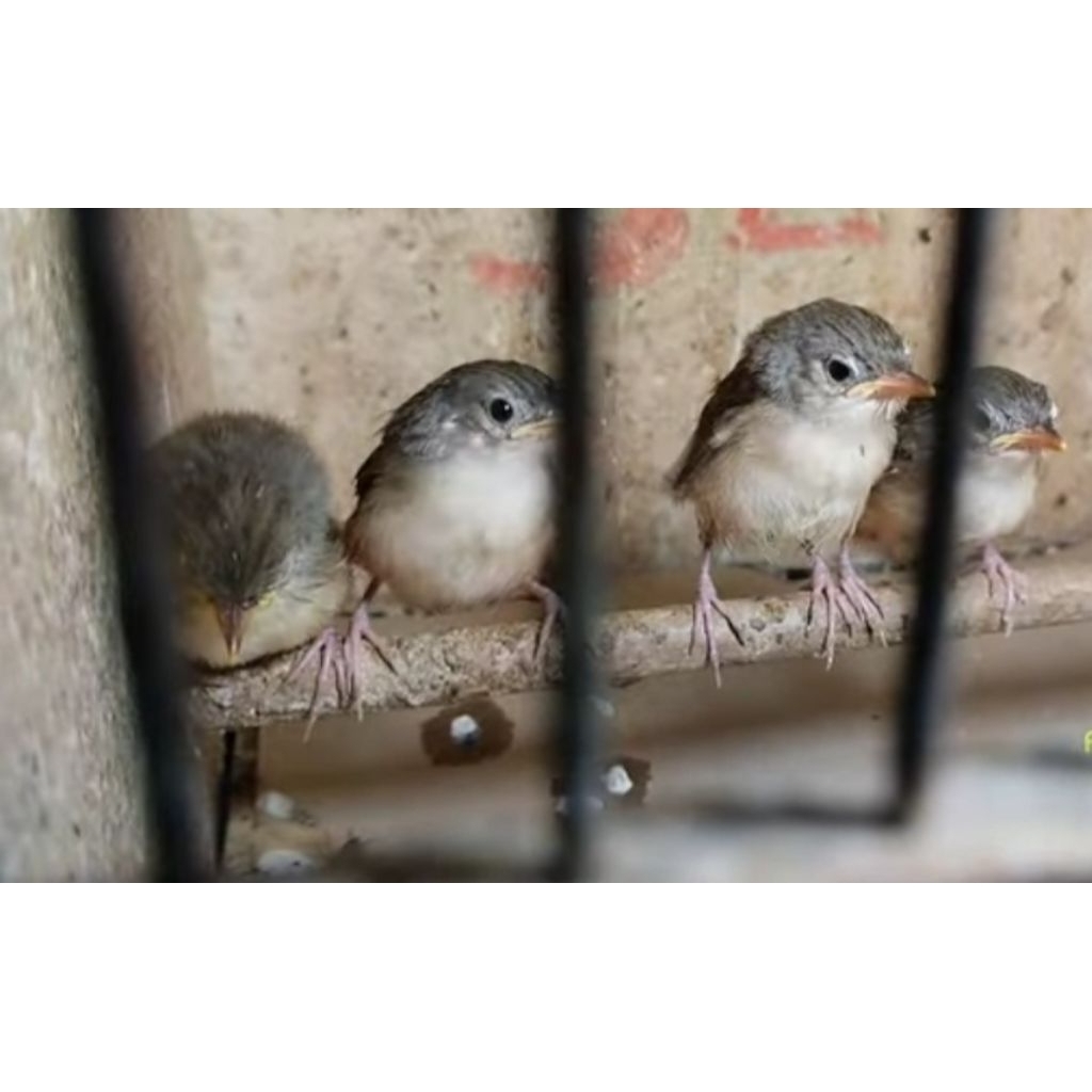 Burung Cigun lolohan