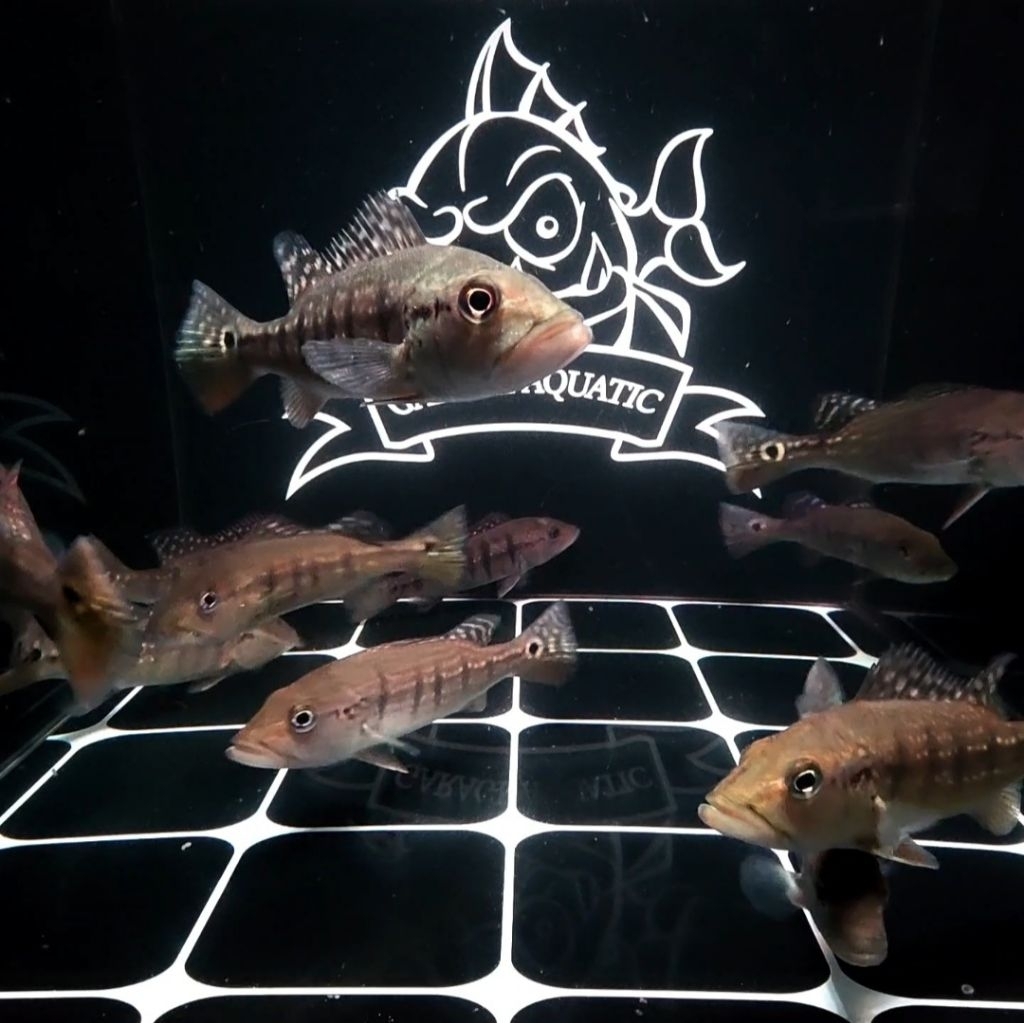 (INSTANT) PEACOCK BASS INTERMEDIA IKAN HIAS PREDATOR AQUARIUM KOLAM PBASS