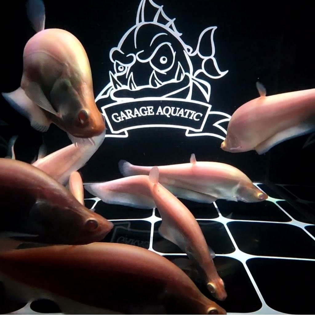 (INSTANT) BELIDA ALBINO ALBINO CLOWN KNIFE FISH IKAN HIAS PREDATOR AQUARIUM KOLAM