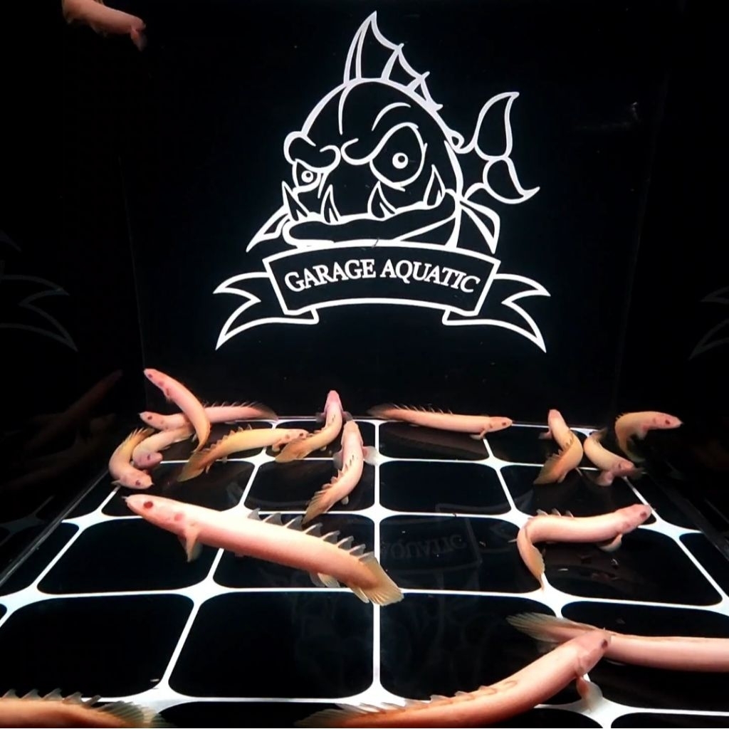 (INSTANT) IKAN PALMAS SENEGALUS ALBINO IKAN HIAS PREDATOR AKUARIUM