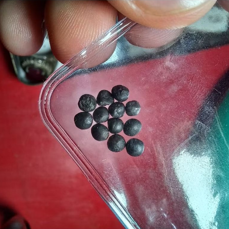 natural intan berlian hitam mentah