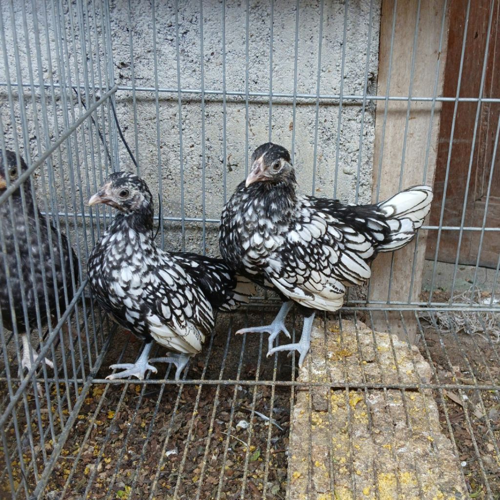 Ayam Hias Batik Italy Anakan Betina Usia 2,5 Bulan [ Wajib Chat Dulu]