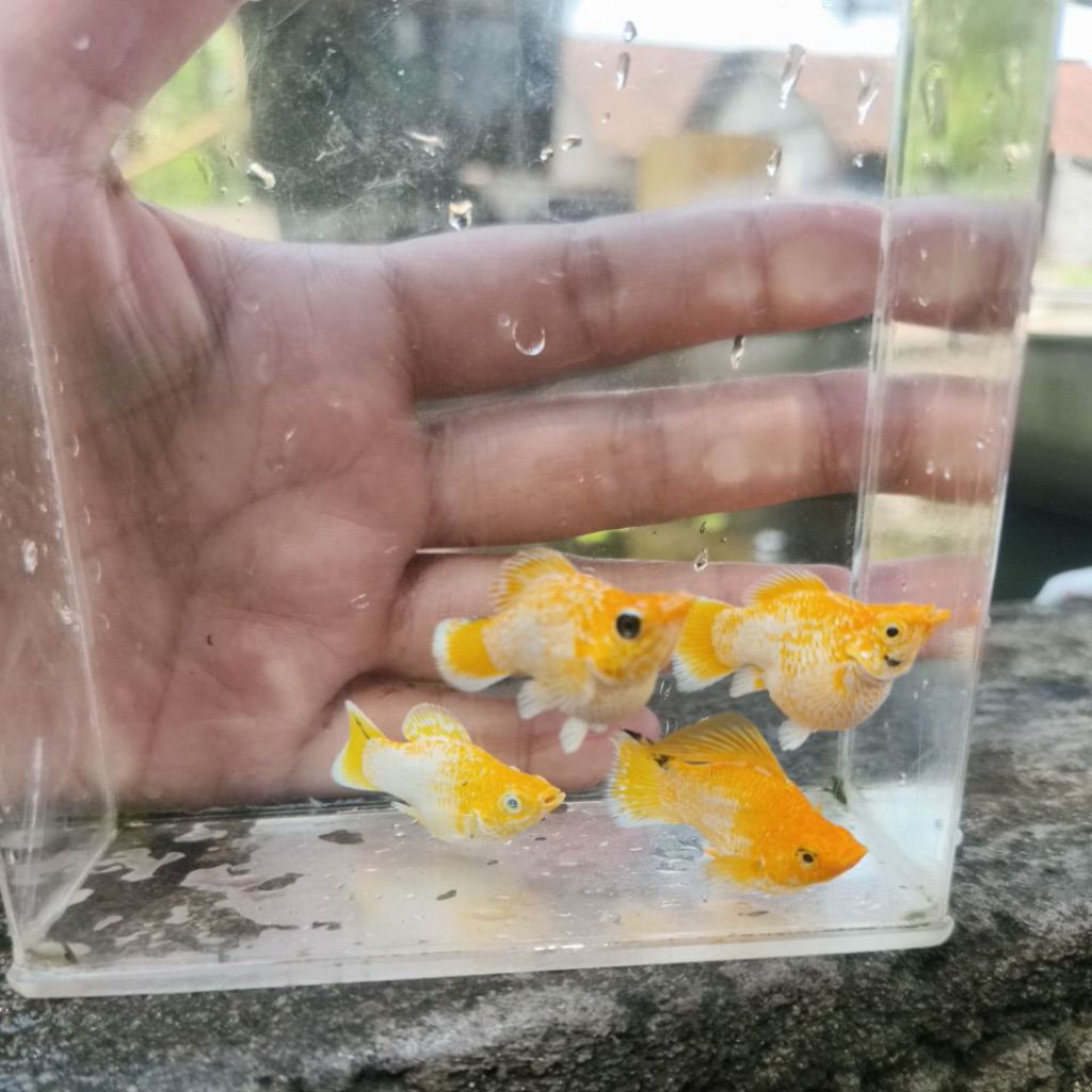 molly balon roundtail lemonhead