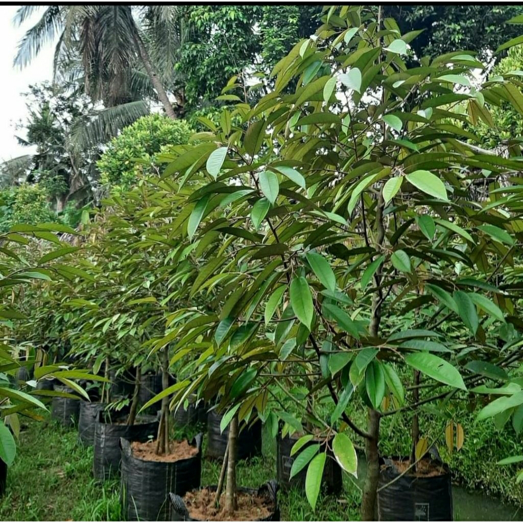 bibit durian bawor kaki 3 batang besar planterbag