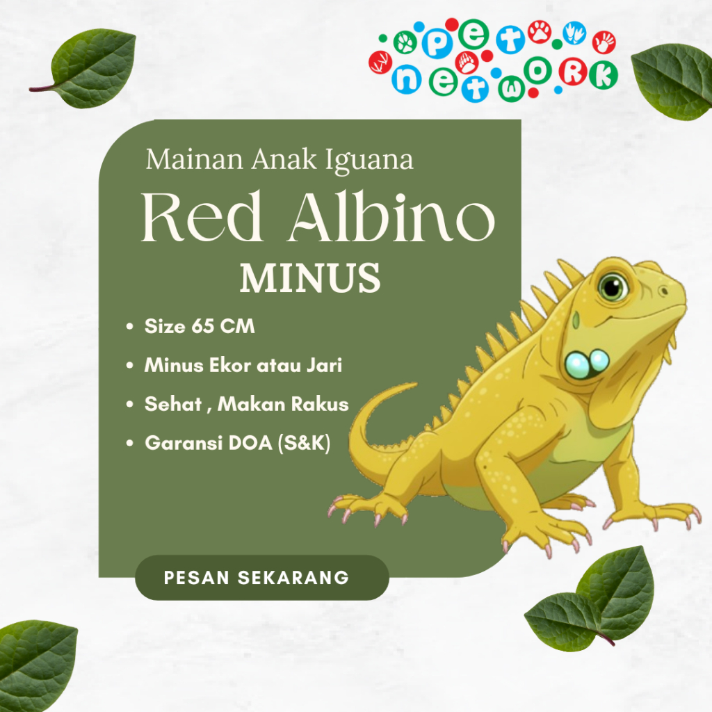 Mainan Anak Red Albino Iguana MINUS Premium Quality