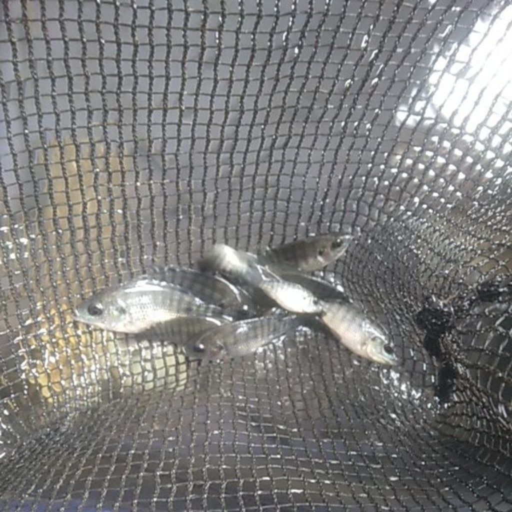 paket bibit ikan nila hitam 100ekor